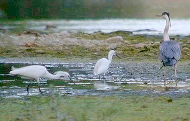 Kleinezilver_blauwereiger240604A
